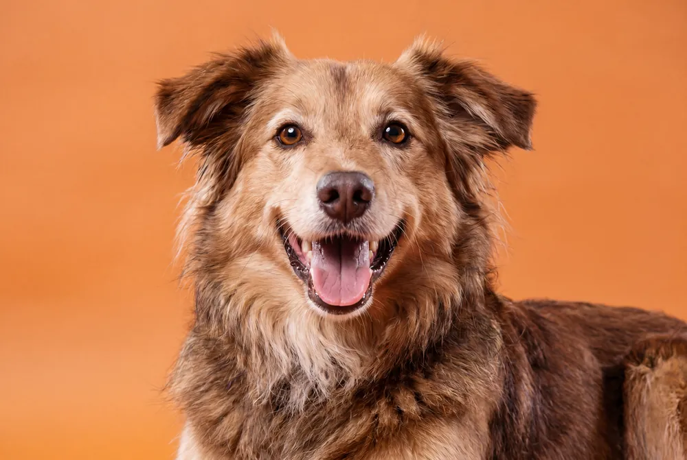 Nutrição individualizada para cães